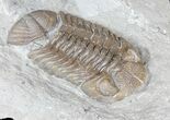 Eldredgeops Trilobite - Ohio #50895-3